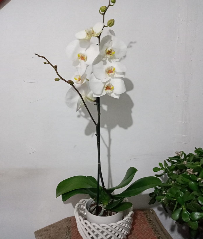 Şenlikköy Çiçekçi - orkide-ozel-saksi