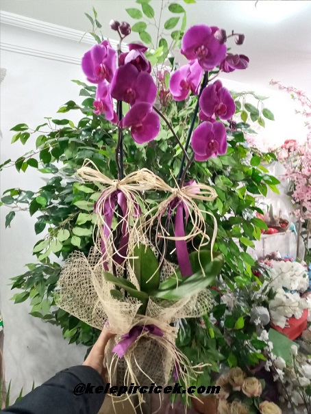 Bağlarçeşme Çiçekçi - iki-dalli-mor-orkide