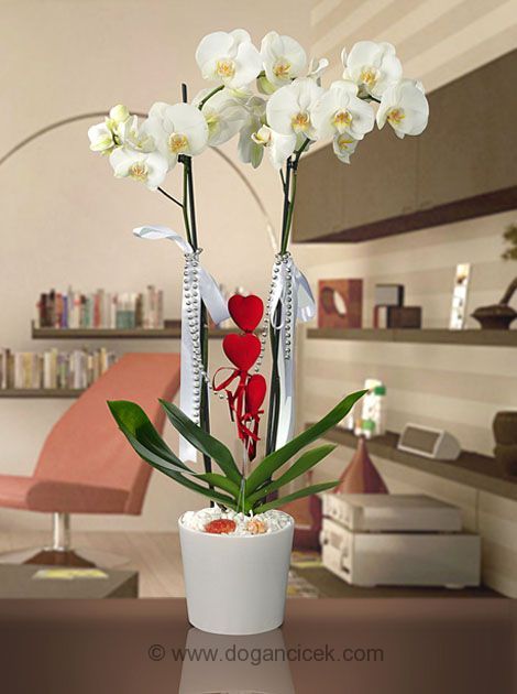 cift-dalli-askin-orkidesi