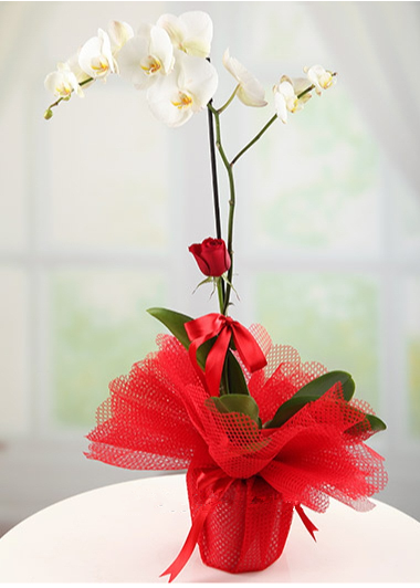 Güzelyurt Çiçekçi - orkide-1-gul