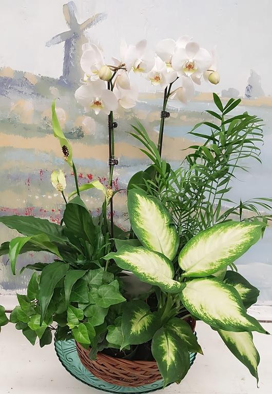 orkide-bitki-arajmani