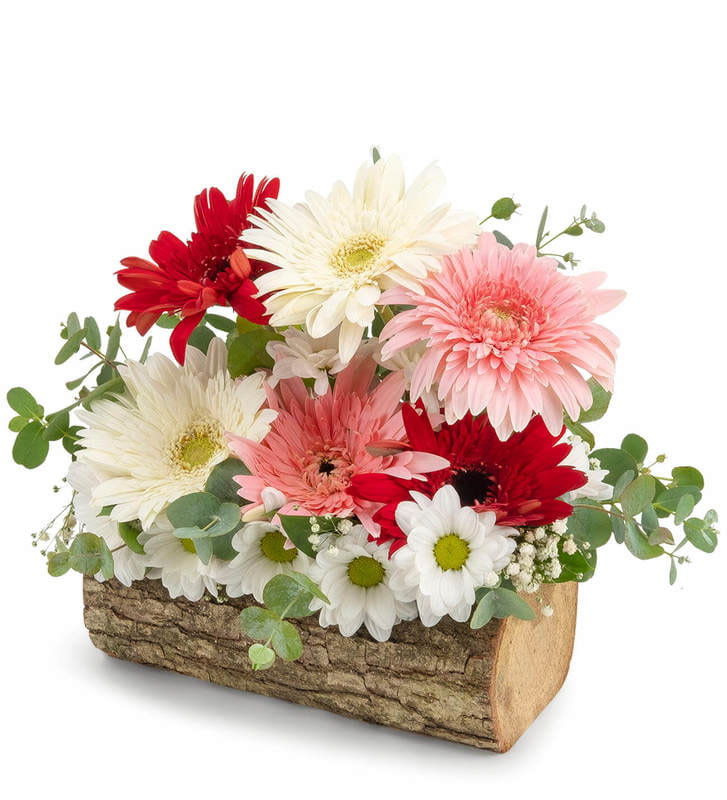 AKEVLER MAHALLES ieki - kutuk+gerbera-+papatyalae