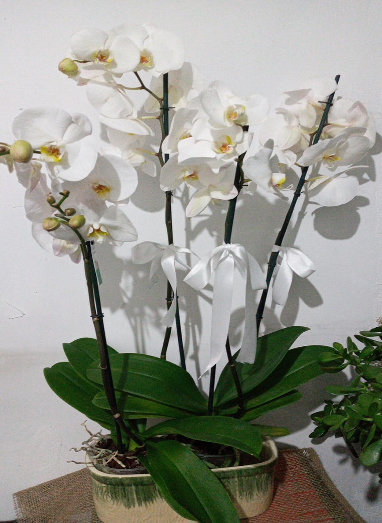 Güzelce Çiçekçi - 4.dalli-orkide