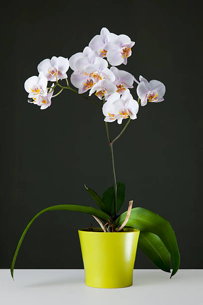 Tyapa Beyaz Orkide Yolla