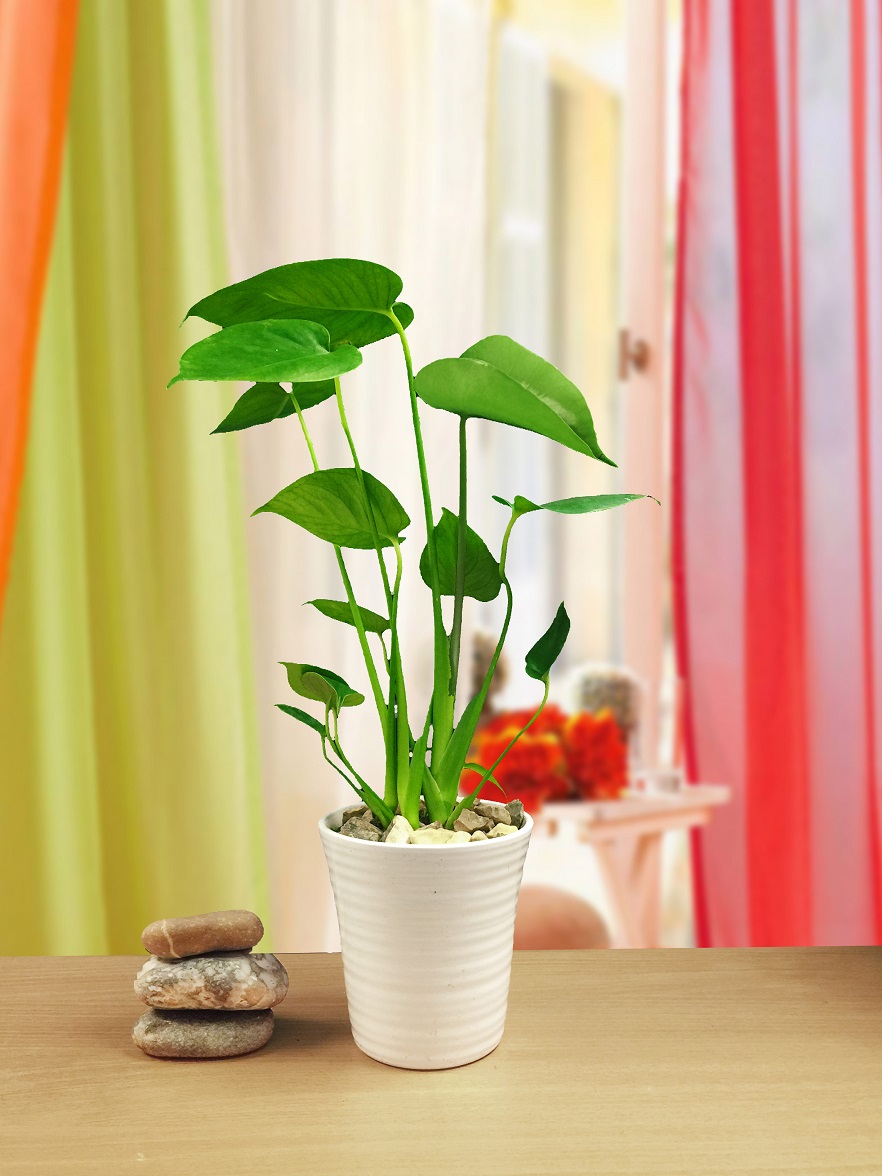yesil-antoryum